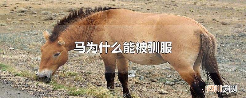 马为什么能被驯服