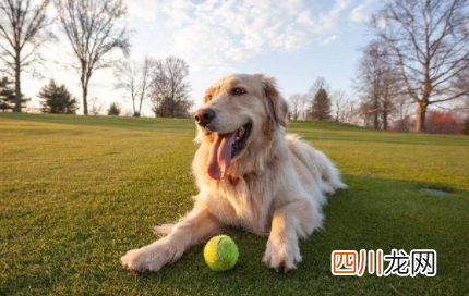 狗吐血是什么病怎么治