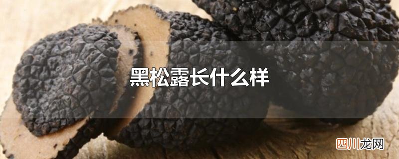 黑松露长什么样
