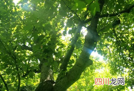 2022年数伏从哪一天开始到哪一天结束