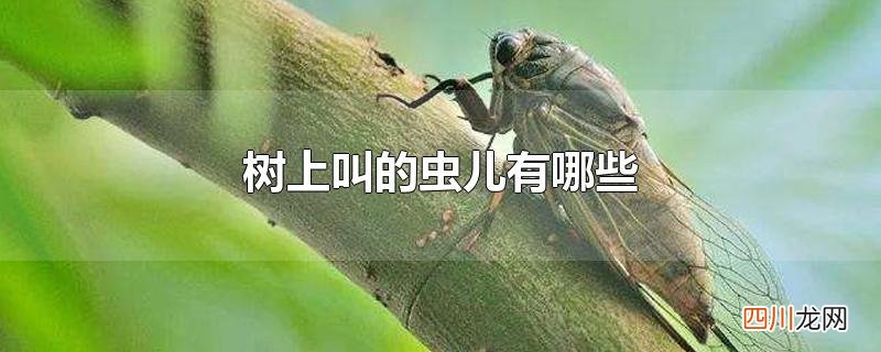 树上叫的虫儿有哪些