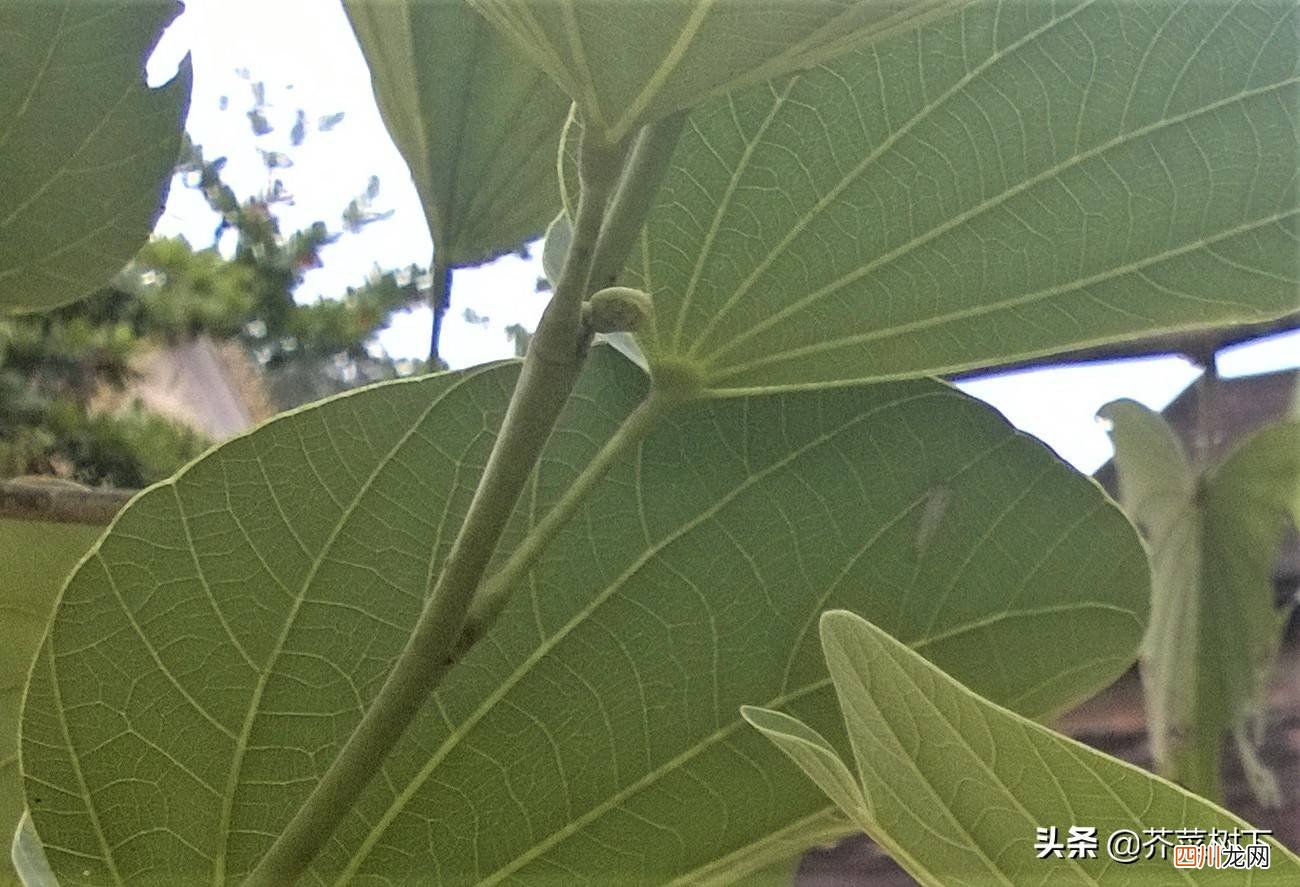 以简驭繁是什么意思 急中生智是什么意思