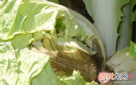 白菜芯的黑点是什么 有黑点的白菜还能吃吗