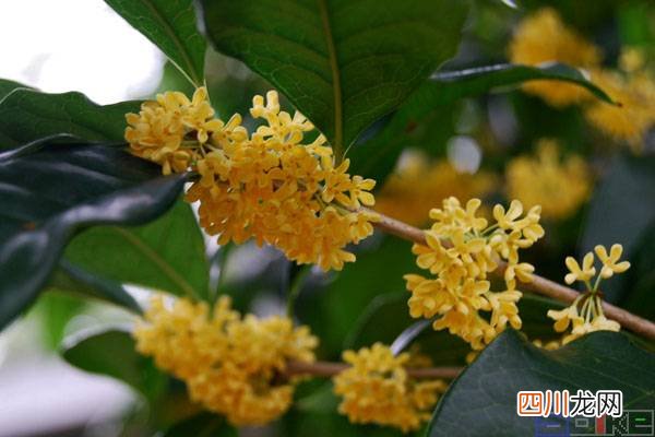 花中之王排名 花中四君子指的是什么