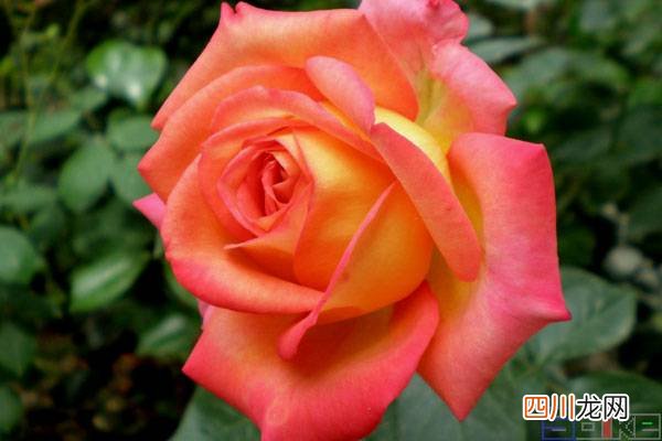 花中之王排名 花中四君子指的是什么