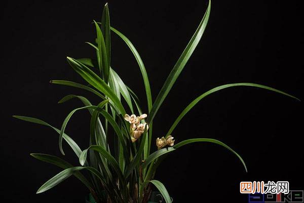 花中之王排名 花中四君子指的是什么