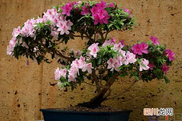 花中之王排名 花中四君子指的是什么