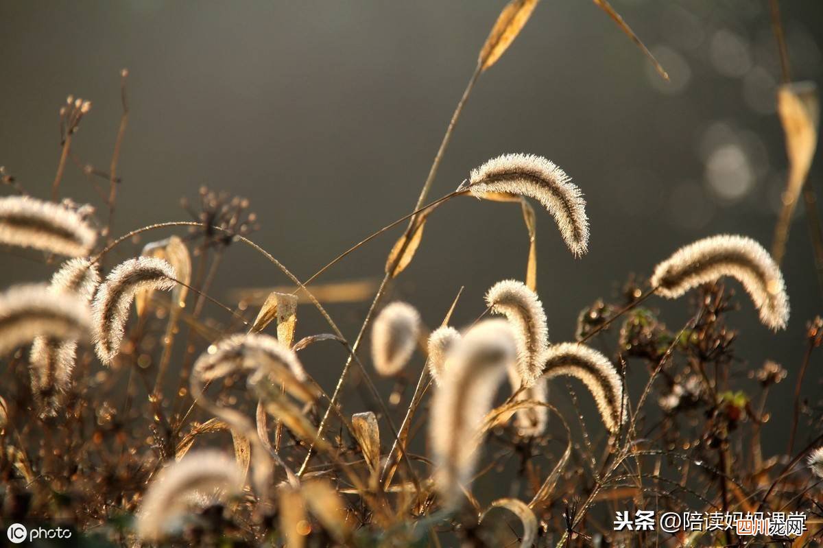抗议的反义词 诚实的反义词是什么