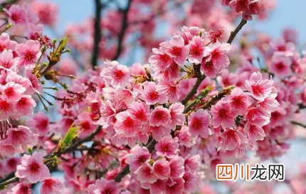 2022东湖樱花园可以现场买门票吗
