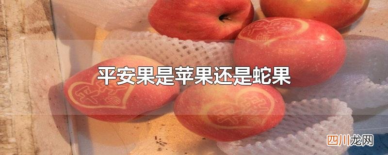 平安果是苹果还是蛇果