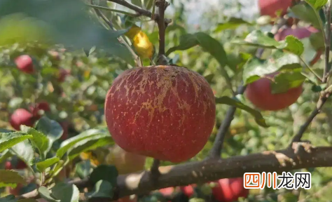 哪里的丑苹果最正宗