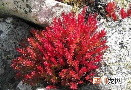 红景天的功效与作用及禁忌 红景天的功效与作用