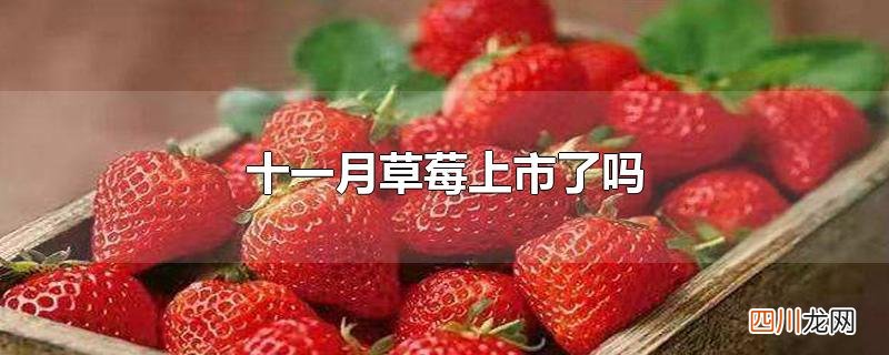 十一月草莓上市了吗