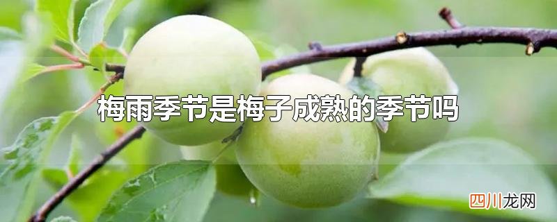 梅雨季节是梅子成熟的季节吗