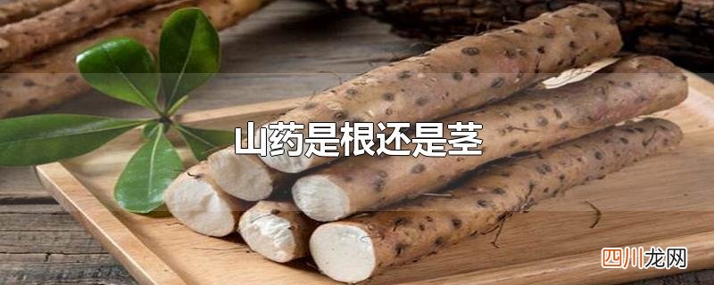山药是根还是茎
