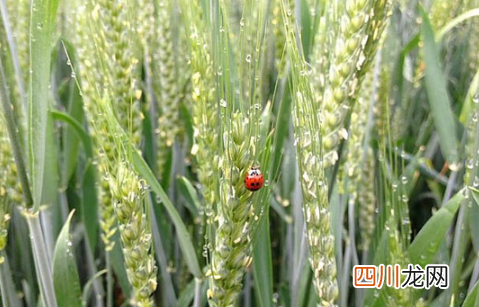 202谷雨后下雨以后是涝还是旱
