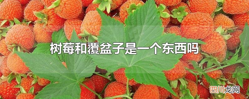 树莓和覆盆子是一个东西吗