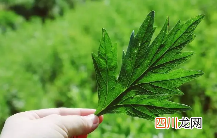 端午挂艾草挂左边还是右边