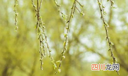 清明插柳枝是插大门还是屋门