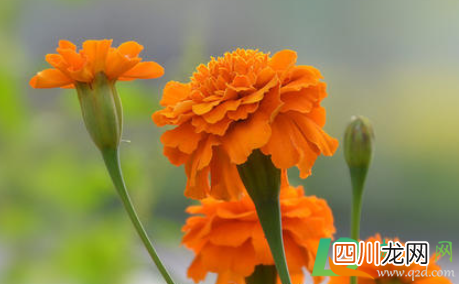 室内有蚊子养什么花