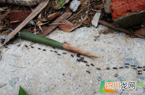 如何治理墙缝蚂蚁窝