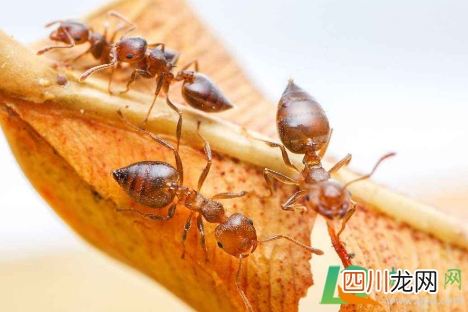 厨房窗台有蚂蚁怎么办