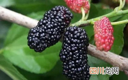 桑葚越黑的越甜吗
