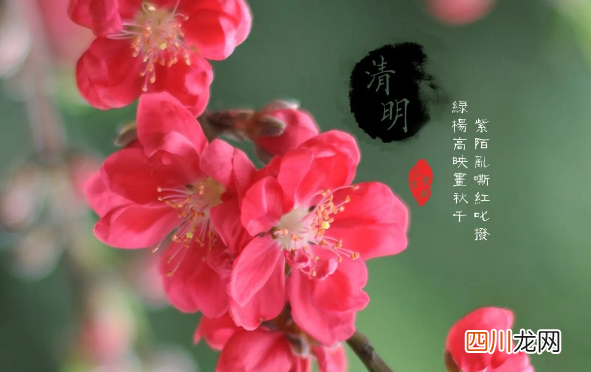 清明节先上坟还是在家祭拜