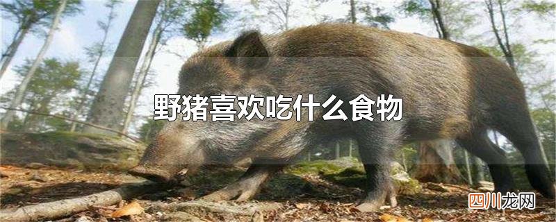 野猪喜欢吃什么食物