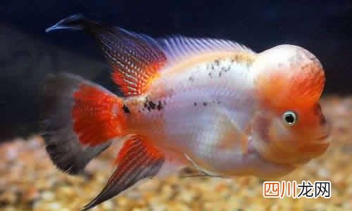 罗汉鱼什么品种容易起头 罗汉鱼吃什么起头