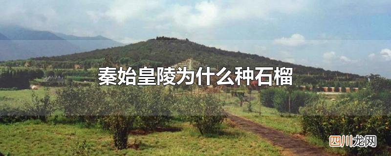 秦始皇陵为什么种石榴