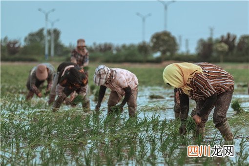 土地流转农民如何增收？可以通过这3种方式增收！