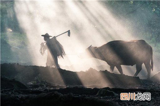 土地流转农民如何增收？可以通过这3种方式增收！