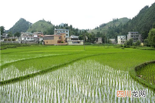 土地流转农民如何增收？可以通过这3种方式增收！