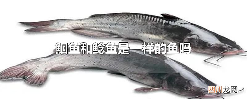 鮰鱼和鲶鱼是一样的鱼吗