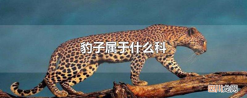 豹子属于什么科