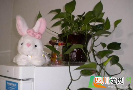 冰箱上放什么植物好