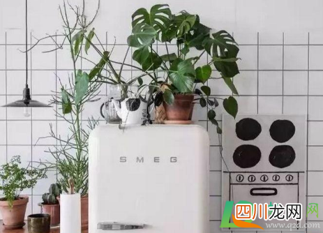 冰箱上放什么植物好