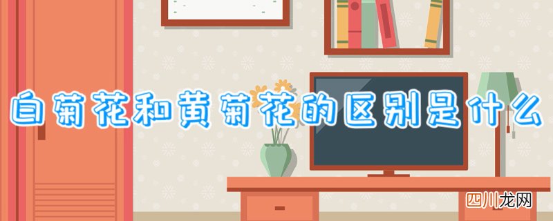 白菊花和黄菊花的区别是什么