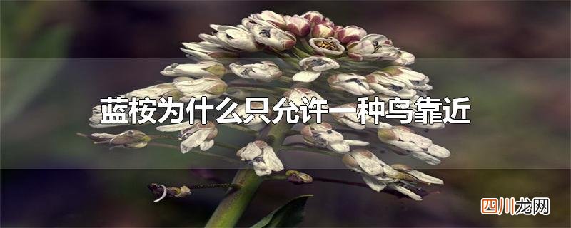 蓝桉为什么只允许一种鸟靠近