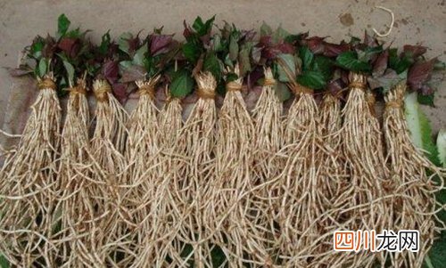 鱼腥草的功效与作用 野菜也有大价值