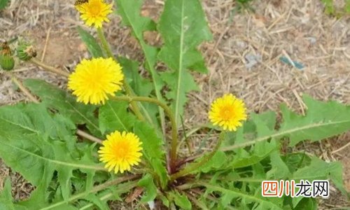 蒲公英茶的功效与作用 蒲公英茶该怎么泡才健康？