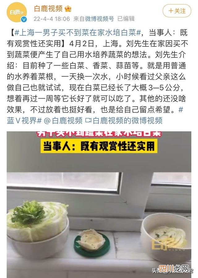 关于上海一男子买不到菜在家水培白菜的信息