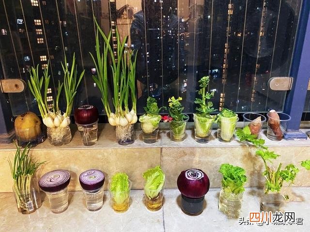 关于上海一男子买不到菜在家水培白菜的信息