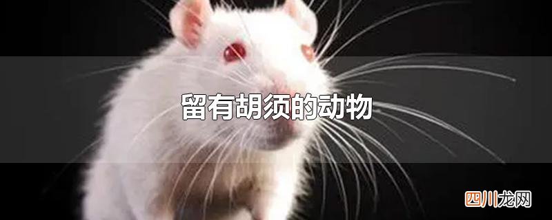 留有胡须的动物