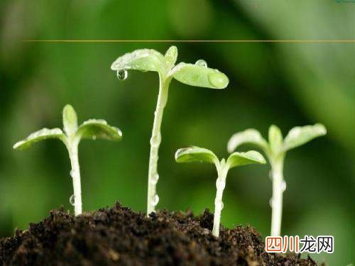 朱自清春欣赏。 朱自清春赏析