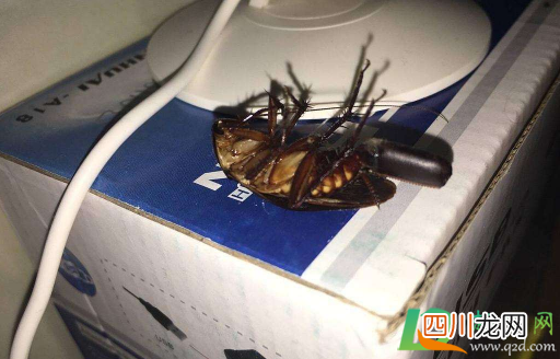 衣服被蟑螂爬过碍事吗