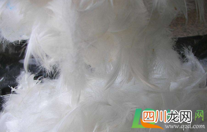 羽绒有鸭味道怎么去除