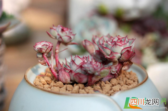 花露水可以去多肉虫子吗