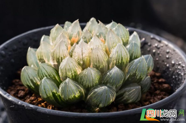 花露水可以去多肉虫子吗